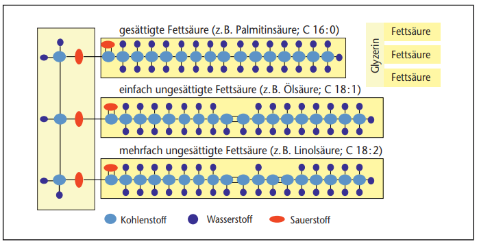 Fig. 1: Struttura dei grassi e degli acidi grassi 